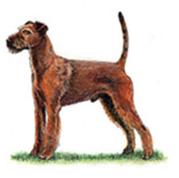 Irish Terrier - Click Image to Close